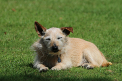 25_08_09-Hogs-v-Presidents-XI-19